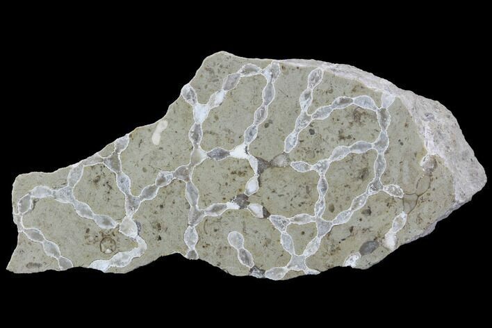 Polished Fossil Chain Coral (Catenipora) - Estonia #91854